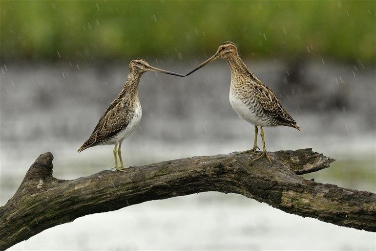 Watersnippen in de regen