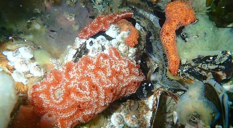 Toegegeven: het wordt onder water wel kleuriger met die kolonievormende zakpijpen, zoals deze oranje-witte vorm van de Slingerzakpijp (Botrylloides violaceus) in de Westelijke Oosterschelde