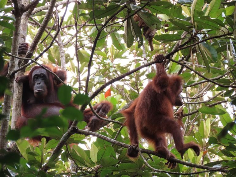 Orang-Oetanvrouwtje met jong, Sebangau National Park, Kalimantan