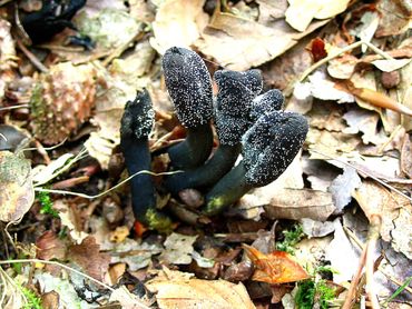 Zwarte truffelknotszwam parasiteert op hertentruffels