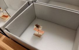 Naturalis Biodiversity Center Het holotype van een snavelinsect