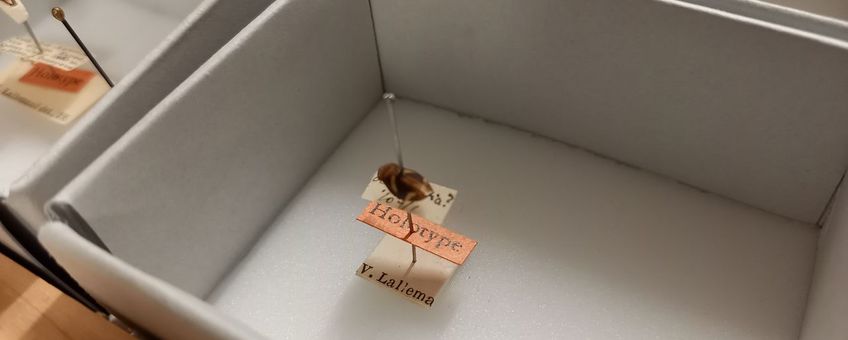 Het holotype van een snavelinsect