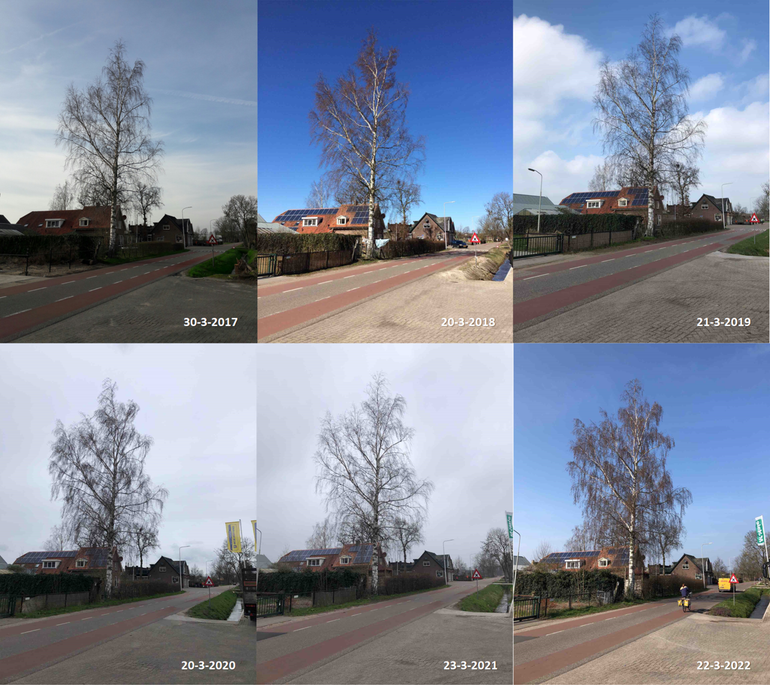 Stand van de ontwikkeling van een berk in Bennekom rond 22 maart in de jaren 2017 tot en met 2022