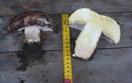 Yves Joris Toverchampignon