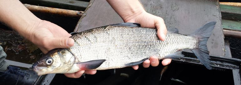 Houting gevangen in de Westeinderplassen