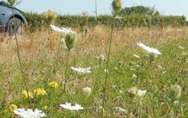 bloemrijke berm - primair