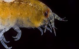 Marco Faasse De eerste waarnemingen van Lysianassa ceratina op de Nederlandse kust