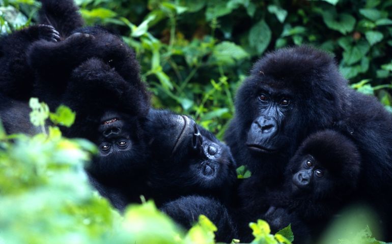 Gorillafamilie in Virunga National Park