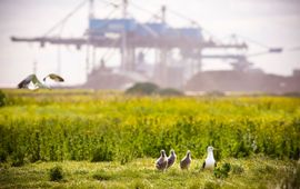 Havenbedrijf Rotterdam (eenmalig gebruik)