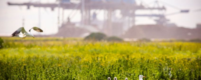 Havenbedrijf Rotterdam (eenmalig gebruik)