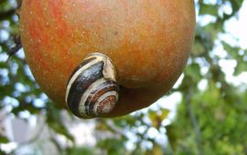 Fedor Gassner Gewone tuinslak op appel in oktober