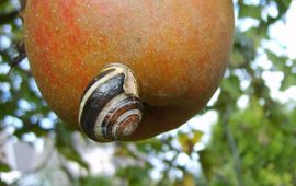 Gewone tuinslak op appel in oktober