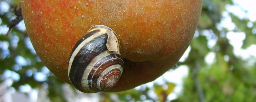 Gewone tuinslak op appel in oktober