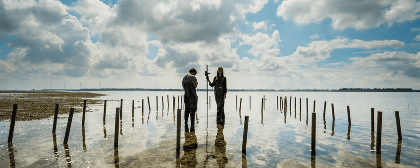 Setting up a large-scale field experiment in de Oosterschelde/ Opzetten van een grootschalig veldexperiment in de Oosterschelde