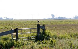 Grutto in kruidenrijk grasland