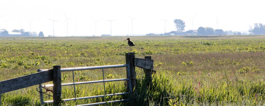 Grutto in kruidenrijk grasland