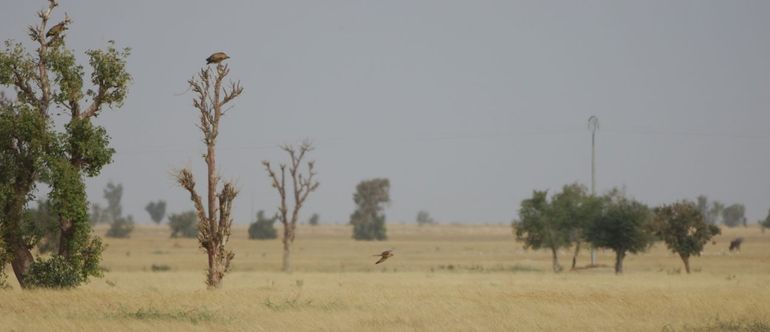 Landschap in Senegal