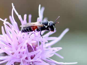 Een van de onderzochte soortgroepen, wilde bijen: rode maskerbij op akkerdistel