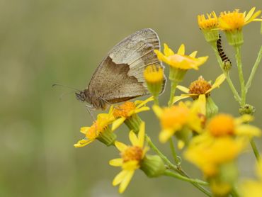 Bruin zandoogje, een van de graslandvlinders die profiteert van sinusbeheer