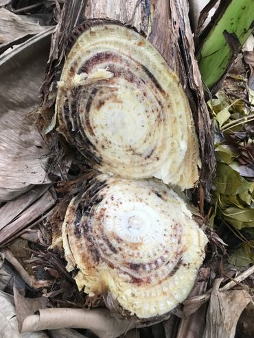 Cross-section of a sick Vietnamese banana plant. The brown colour reveals that the vascular system has been damaged by FOC.