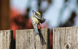 Blue tit preening