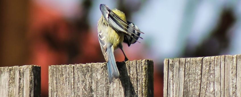 Blue tit preening