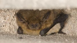 RuigeDwergvleermuis, Rhijnauwen, 2025