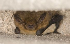 Erik Broer RuigeDwergvleermuis, Rhijnauwen, 2025