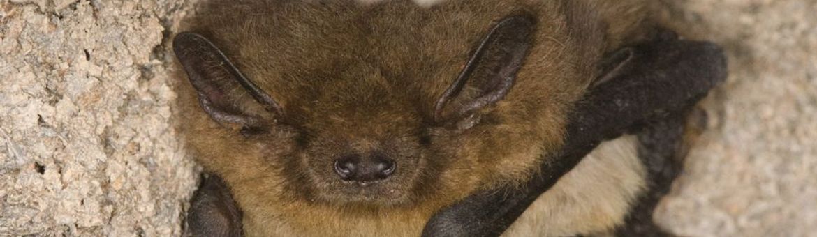 RuigeDwergvleermuis, Rhijnauwen, 2025