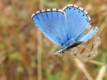 Het prachtige adonisblauwtje komt niet voor in Nederland, maar in het buitenland kom je hem regelmatig tegen