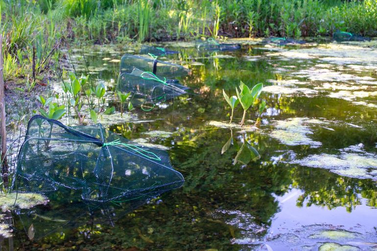 Fuiken in vijver van Hortus botanicus Leiden