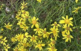 Marco Wind Bezemkruiskruid