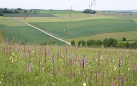 Schraalgrasland De Wrakelberg