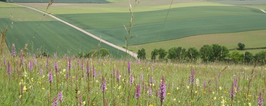 Schraalgrasland De Wrakelberg