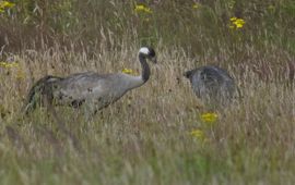 Kraanvogels in het veld