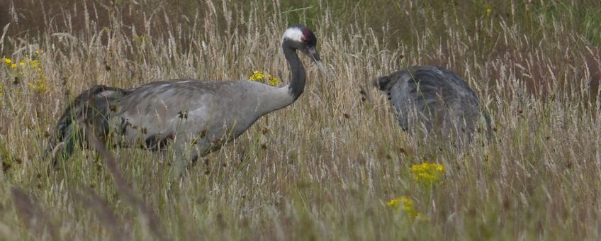 Kraanvogels in het veld