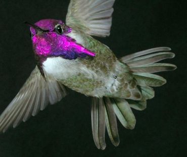 Male Costa’s hummingbirds court females using a high-speed dive in which they sing with their tail feathers