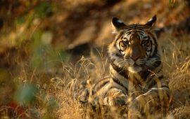 © Steffan Widstrand / WWF Liggende Bengaalse tijger.