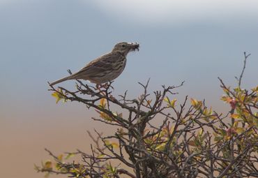 Zonder een goede insectenstand zijn ook graspiepers kansloos