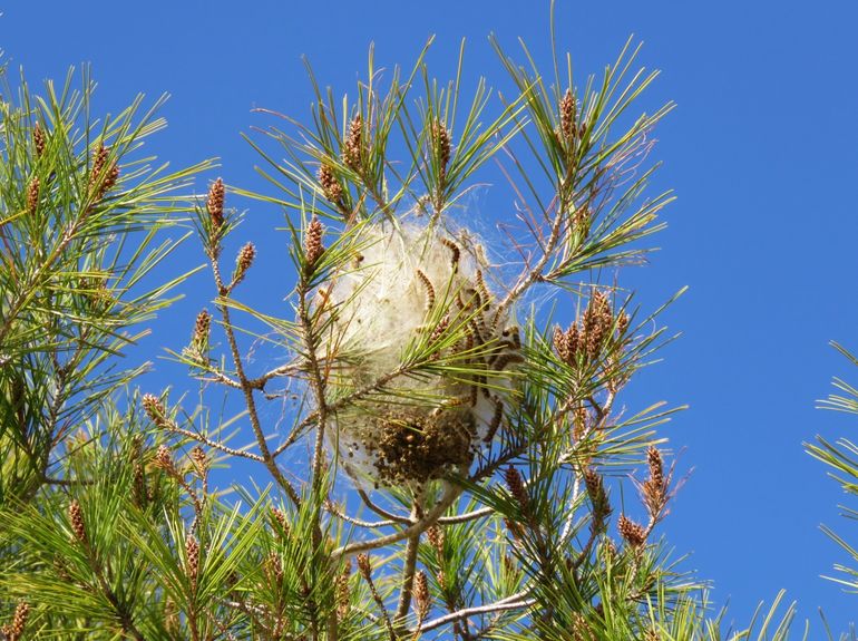 Nest dennenprocessierups