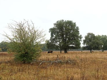 Begrazing levert een gevarieerde plantengroei op, rijk aan insecten en microklimaten