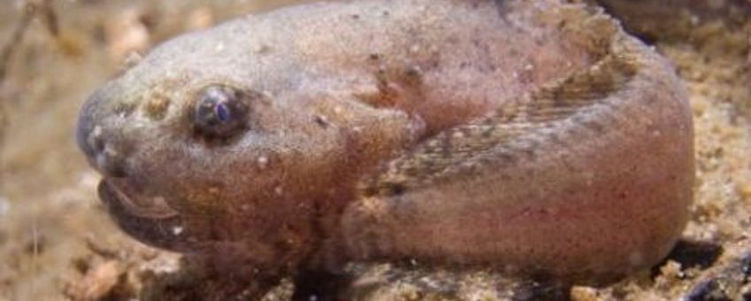 Juveniele slakdolf