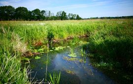 Beekvegetatie in het Rolderdiep