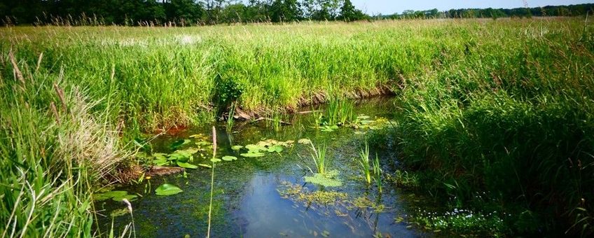 Beekvegetatie in het Rolderdiep