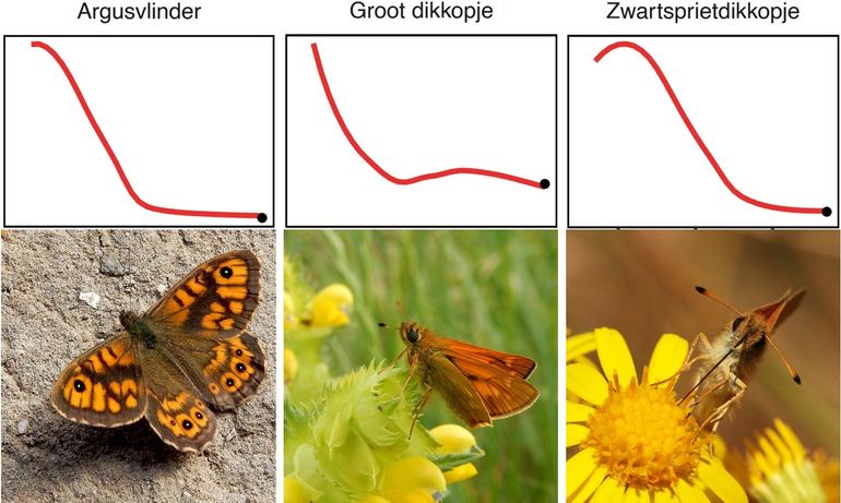 Aantalstrends van drie typische dagvlinders van het agrarisch gebied vanaf 1992