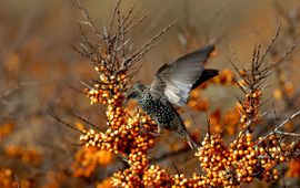 Piet Munsterman, Saxifraga Sturnus vulgaris. Spreeuw