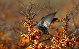 Sturnus vulgaris. Spreeuw