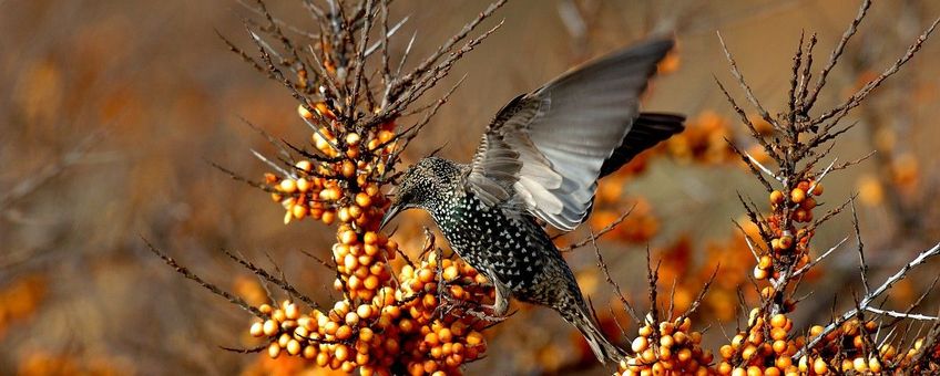 Sturnus vulgaris. Spreeuw