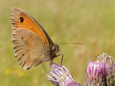 Het bruin zandoogje is een veel voorkomende graslandvlinder, opgenomen in de GBI