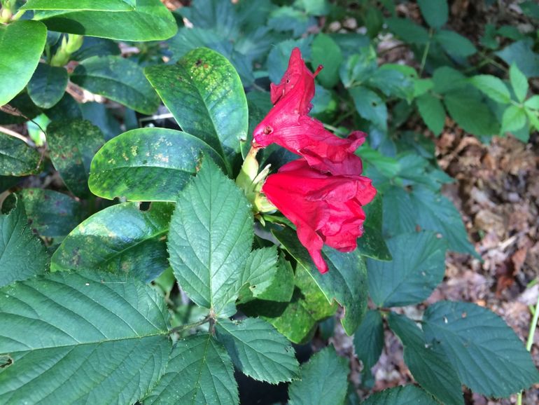 Bloeiende rododendron in botanische tuin Belmonte op 23 augustus 2017